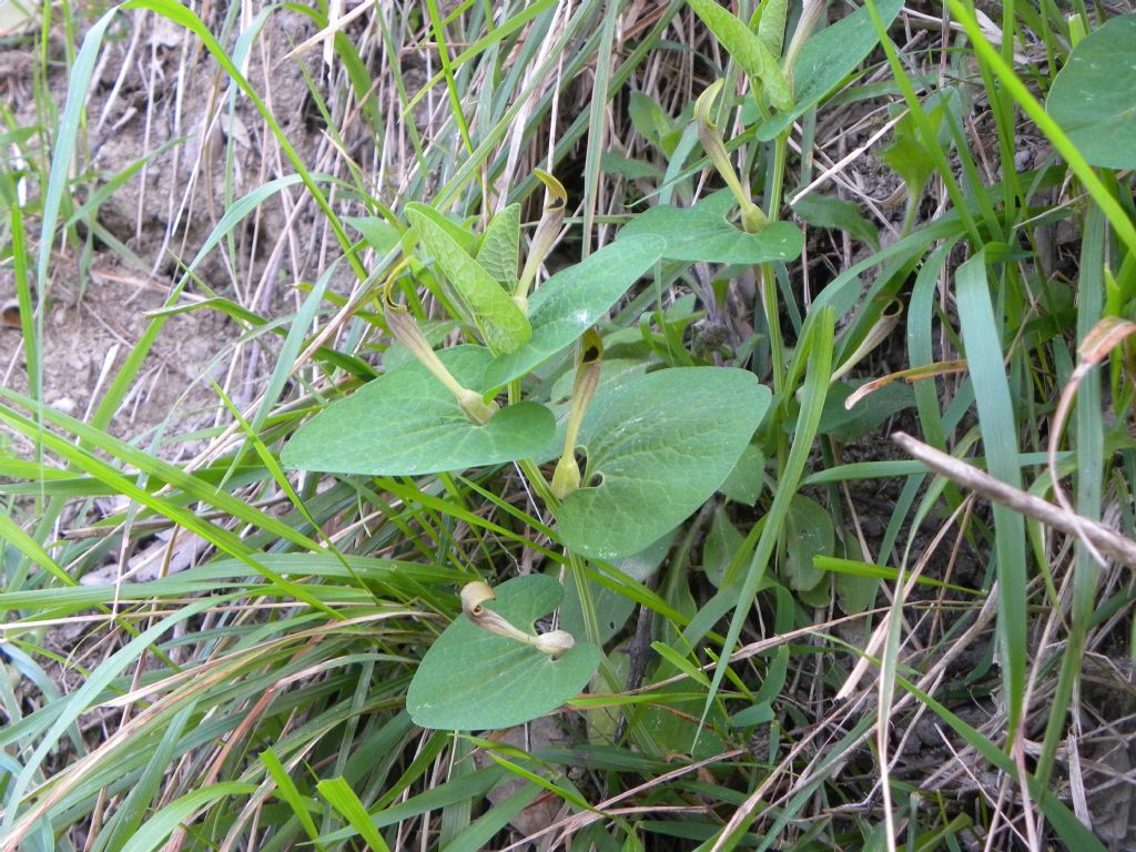 Aristolochia lutea